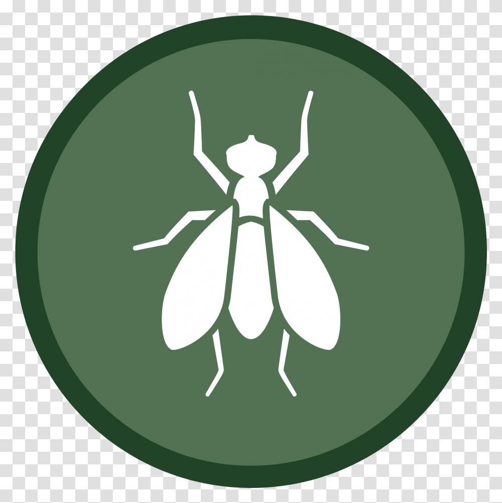 Fly Icon 02 Illustration, Invertebrate, Animal, Insect, Spider Transparent Png