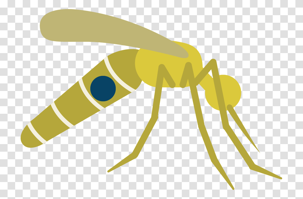 Fly Image Clip Art, Invertebrate, Animal, Insect, Mosquito Transparent Png