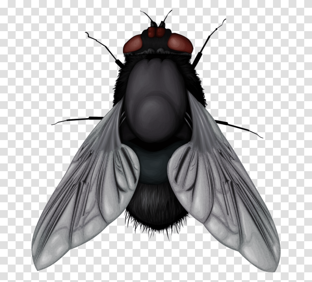 Fly Image Fly, Insect, Invertebrate, Animal, Person Transparent Png