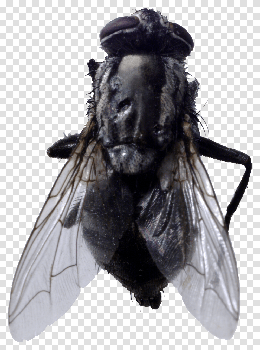 Fly Image Fly Transparent Png