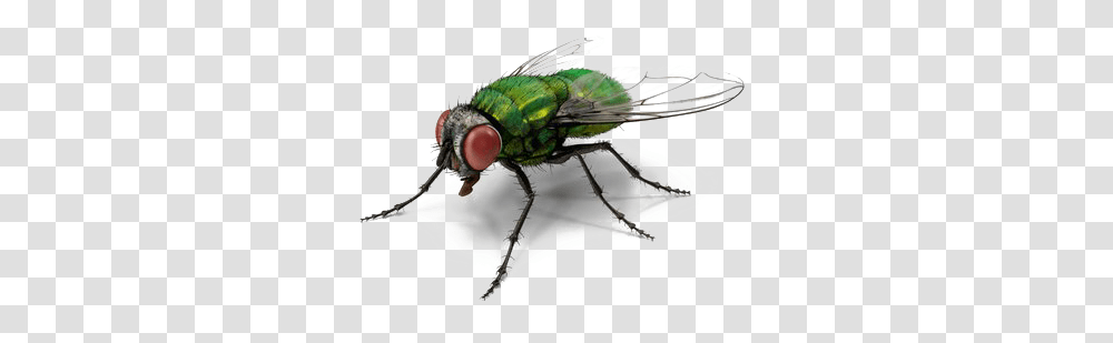 Fly Images Background Green Fly, Insect, Invertebrate, Animal, Asilidae Transparent Png