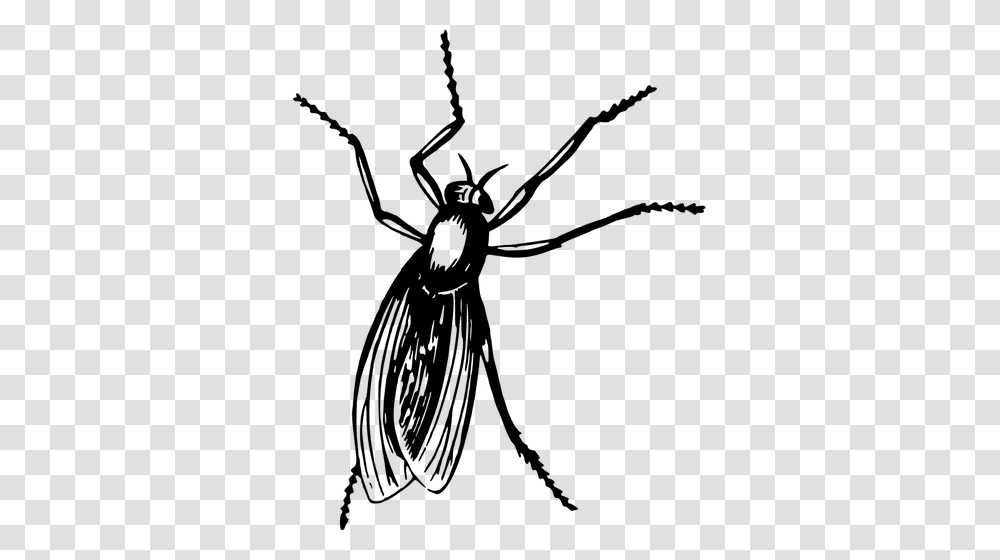 Fly In Black Color, Gray, World Of Warcraft Transparent Png
