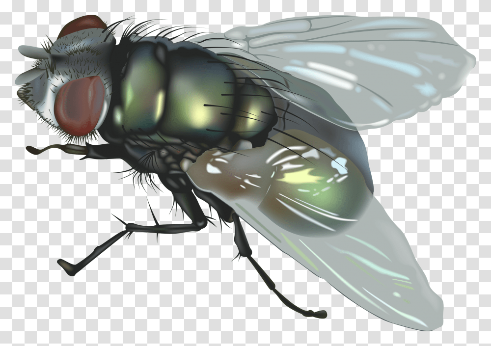 Fly, Insect, Animal, Invertebrate Transparent Png