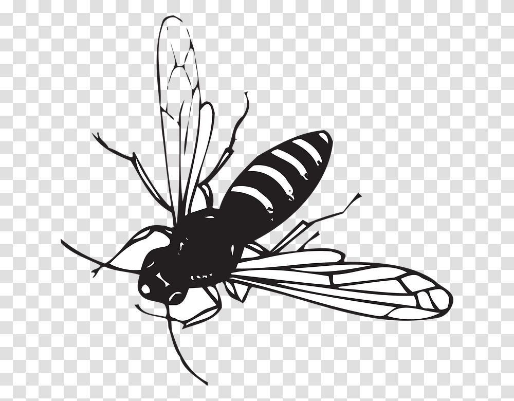 Fly Insect Black And White, Wasp, Bee, Invertebrate, Animal Transparent Png
