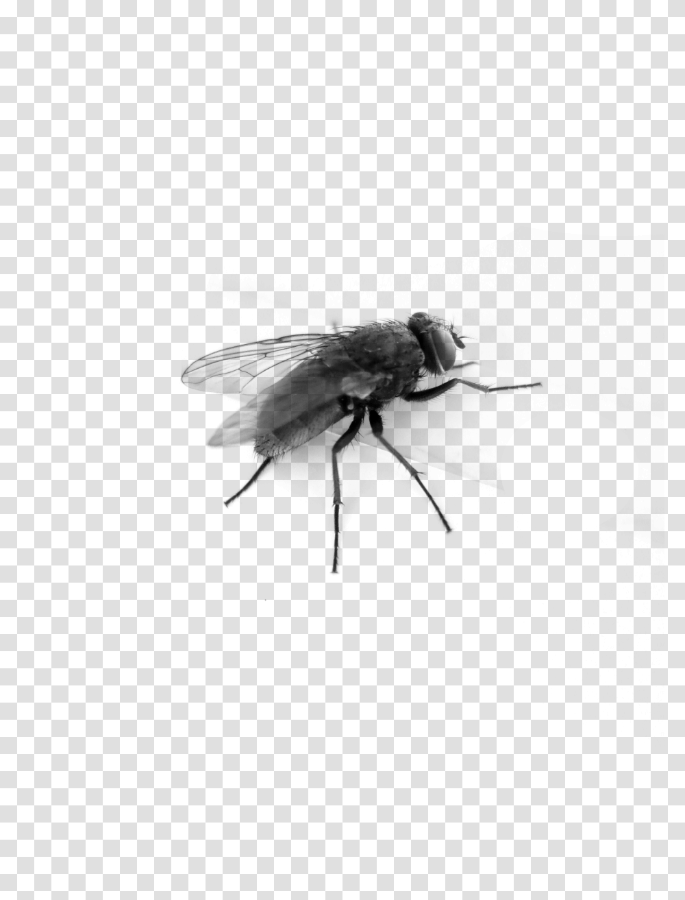 Fly, Insect, Gray, World Of Warcraft Transparent Png