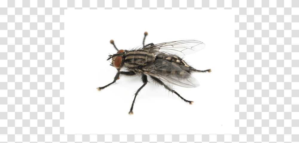 Fly, Insect, Invertebrate, Animal, Asilidae Transparent Png