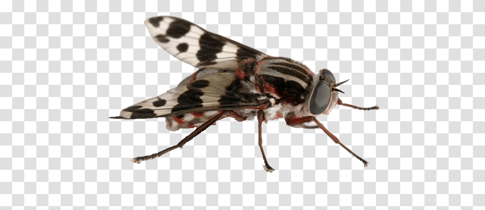 Fly Insect, Invertebrate, Animal, Bird, Asilidae Transparent Png