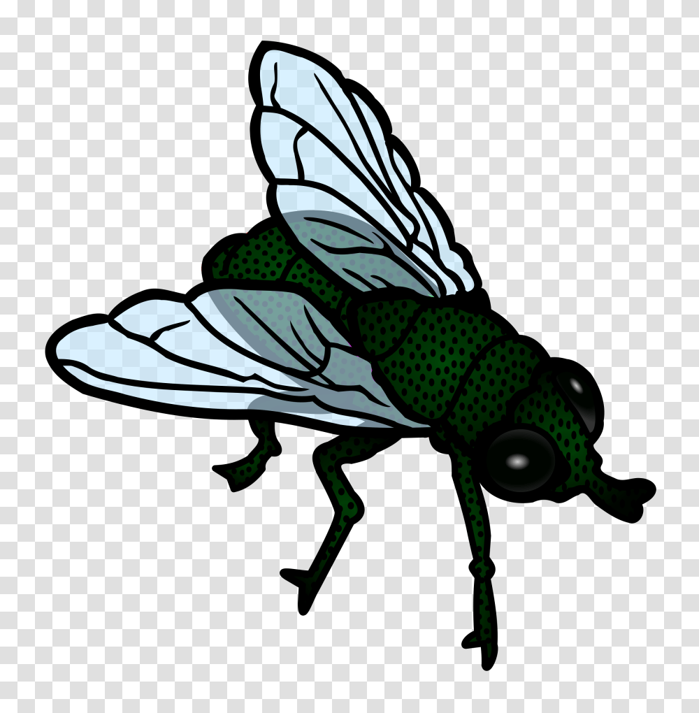 Fly, Insect, Invertebrate, Animal, Bird Transparent Png