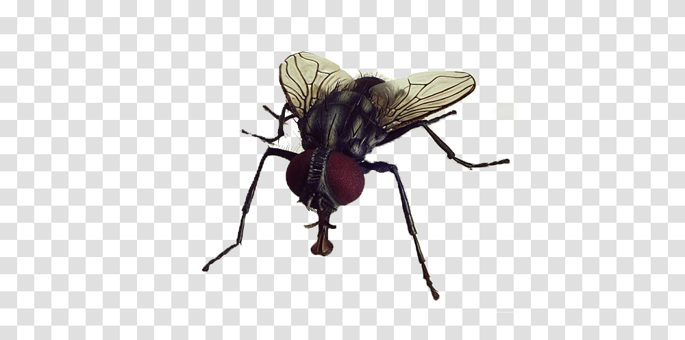 Fly, Insect, Invertebrate, Animal, Spider Transparent Png