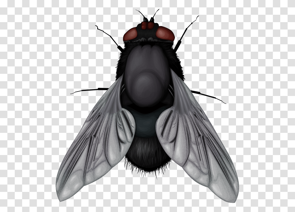 Fly, Insect, Invertebrate, Animal, Wasp Transparent Png