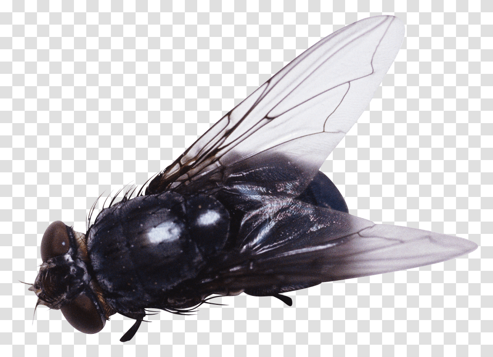 Fly, Insect Transparent Png