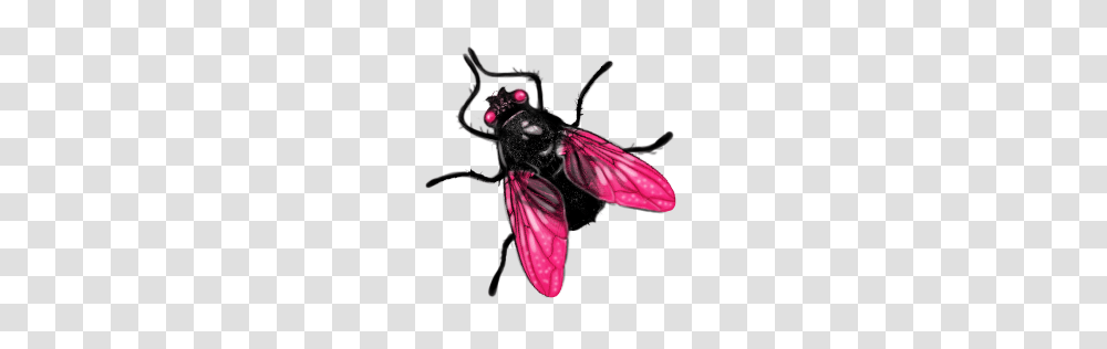 Fly, Insect, Wasp, Bee, Invertebrate Transparent Png