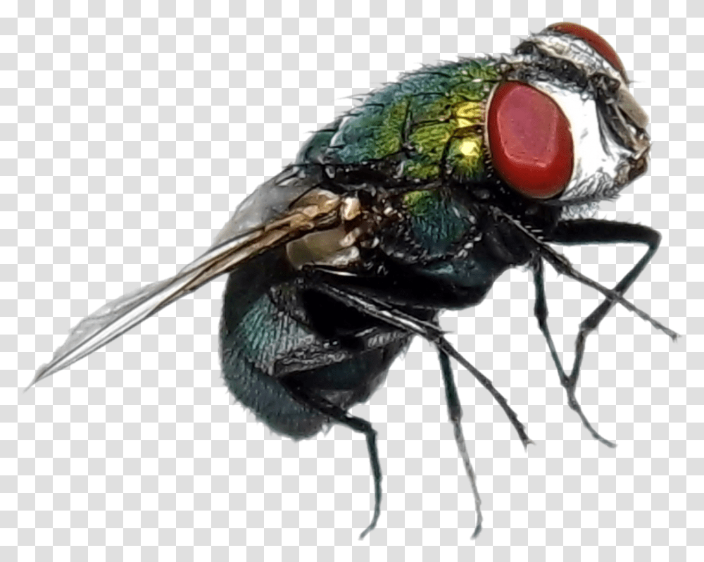 Fly Mosca Green House Fly, Insect, Invertebrate, Animal, Asilidae Transparent Png