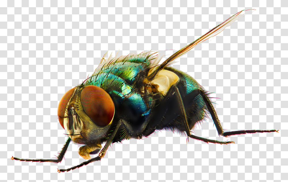 Fly Photo Fly, Insect, Invertebrate, Animal, Asilidae Transparent Png