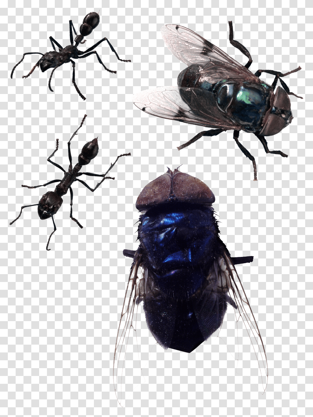 Fly Transparent Png