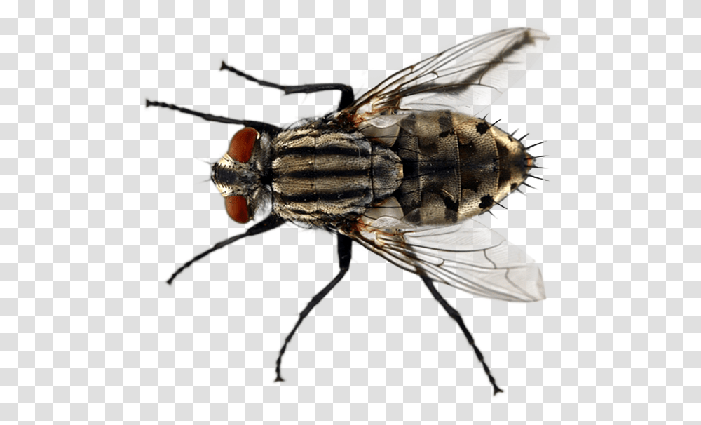 Fly Types In Florida, Insect, Invertebrate, Animal, Asilidae Transparent Png