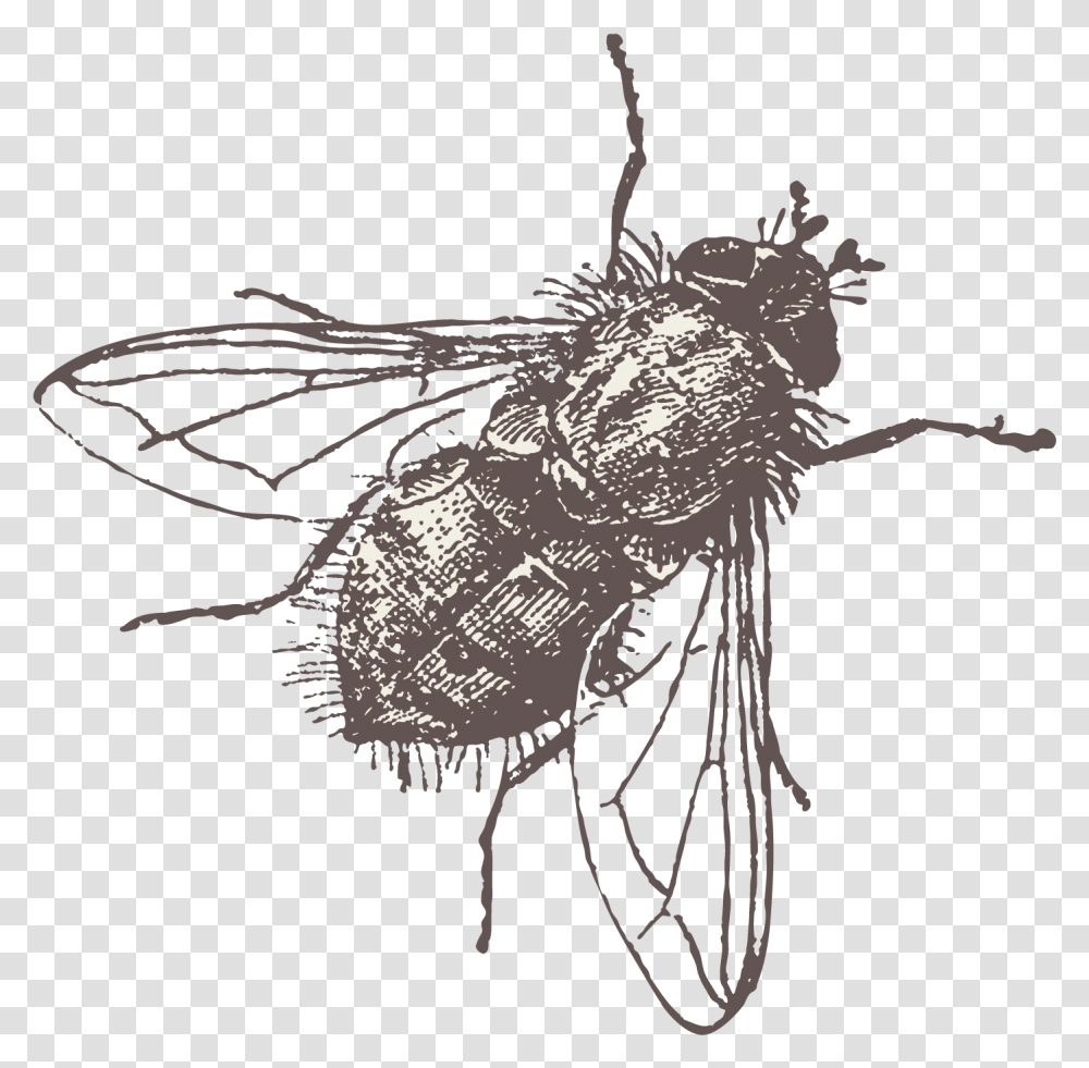 Fly Vector Download Fly Vector, Insect, Invertebrate, Animal, Tick Transparent Png