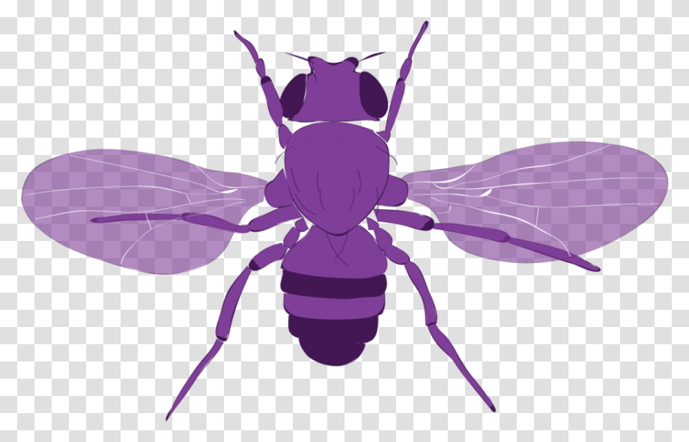 Fly Vector Honeybee, Insect, Invertebrate, Animal, Spider Transparent Png