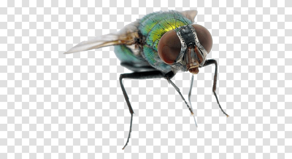 Fly Water Fly, Insect, Invertebrate, Animal, Asilidae Transparent Png