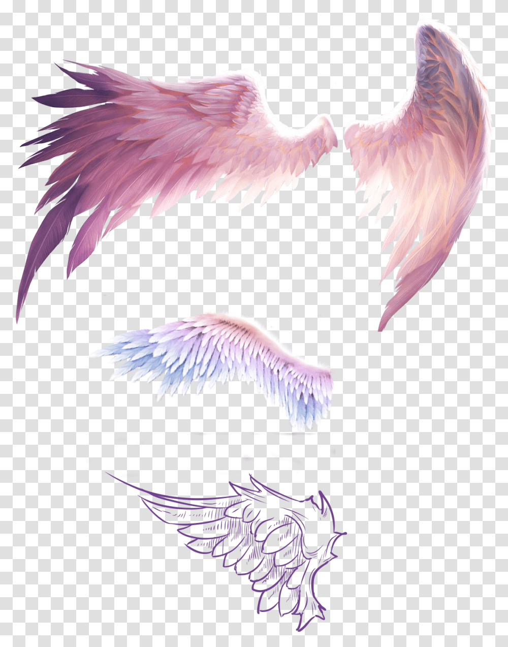 Fly Wings Free Downloadwings Picsart Anime Wings, Eagle, Bird, Animal, Vulture Transparent Png