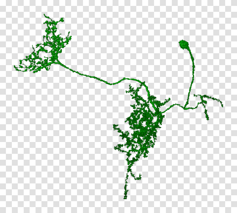 Flycircuit, Green, Plant, Outdoors, Animal Transparent Png