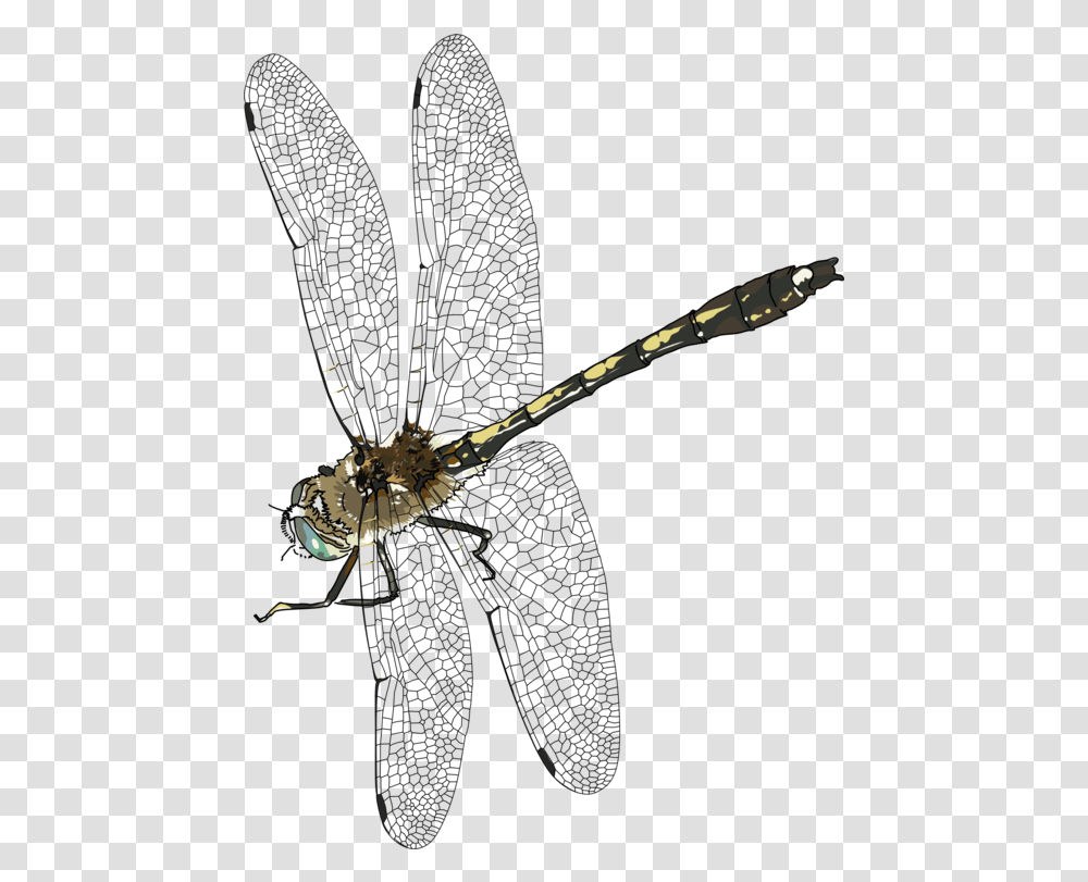 Flydragonflynet Winged Insects Clipart Royalty Free Dragon Fly, Invertebrate, Animal, Garden Spider, Arachnid Transparent Png