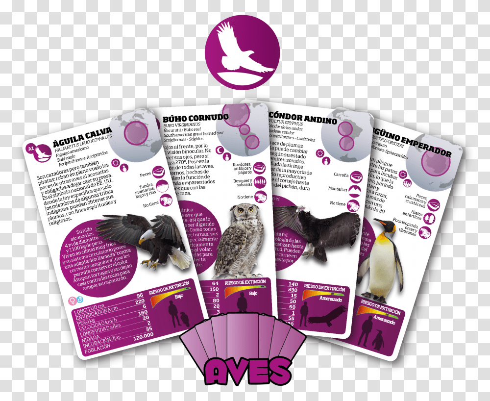 Flyer, Penguin, Bird, Animal, Poster Transparent Png