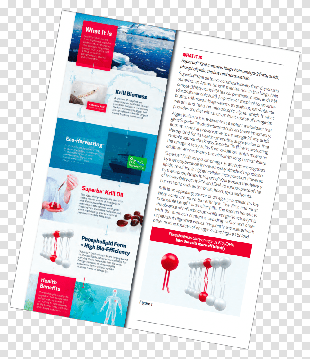 Flyer, Poster, Advertisement, Paper, Brochure Transparent Png