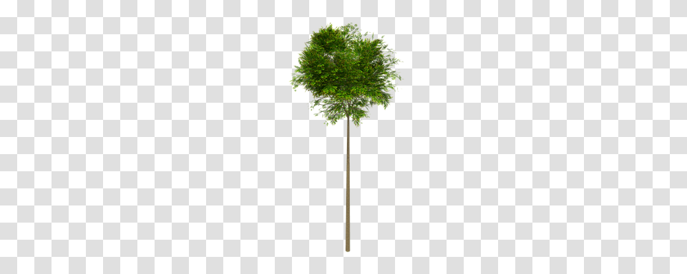 Flying Nature, Tree, Plant, Oak Transparent Png