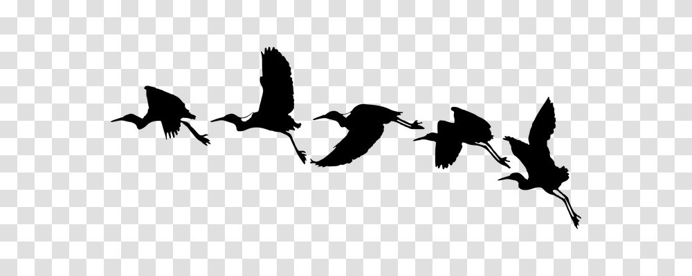 Flying Animals, Gray, World Of Warcraft Transparent Png