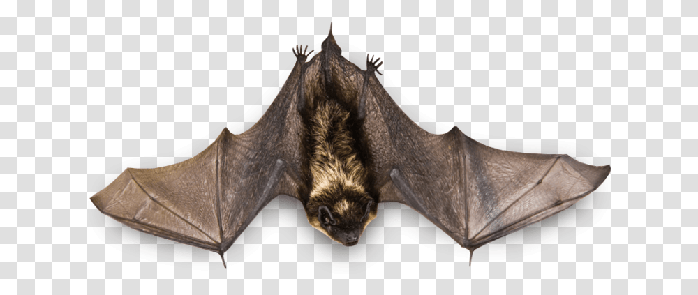 Flying Bat Hanging Bat Wings Open, Mammal, Animal, Wildlife Transparent Png
