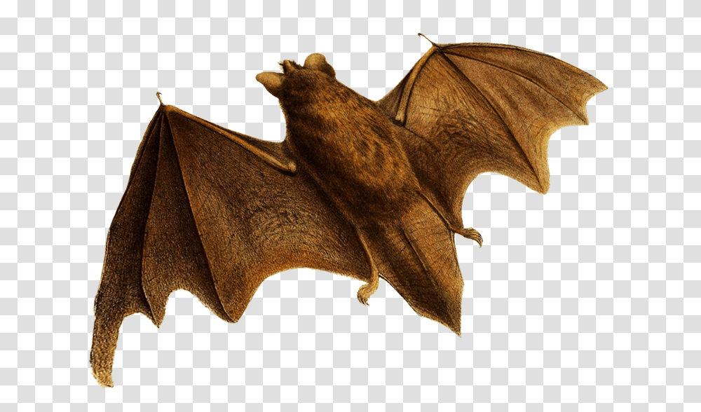 Flying Bats Little Brown Myotis, Wildlife, Animal, Mammal, Horse Transparent Png