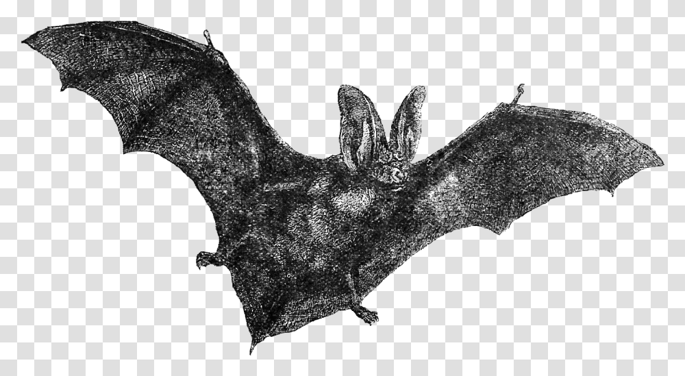 Flying Bats, Wildlife, Animal, Mammal, Cross Transparent Png
