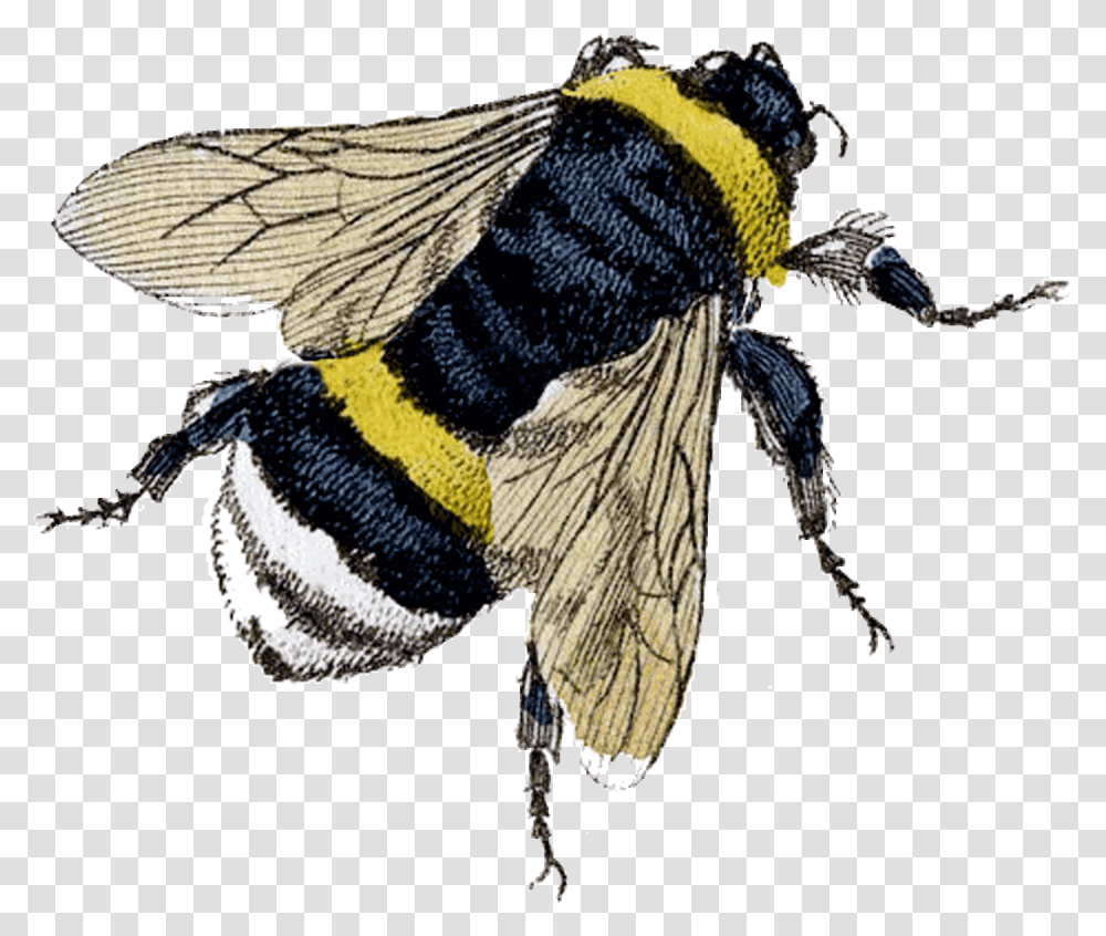 Flying Bee Clipart Bees Knees 1920 Slang, Apidae, Insect, Invertebrate, Animal Transparent Png