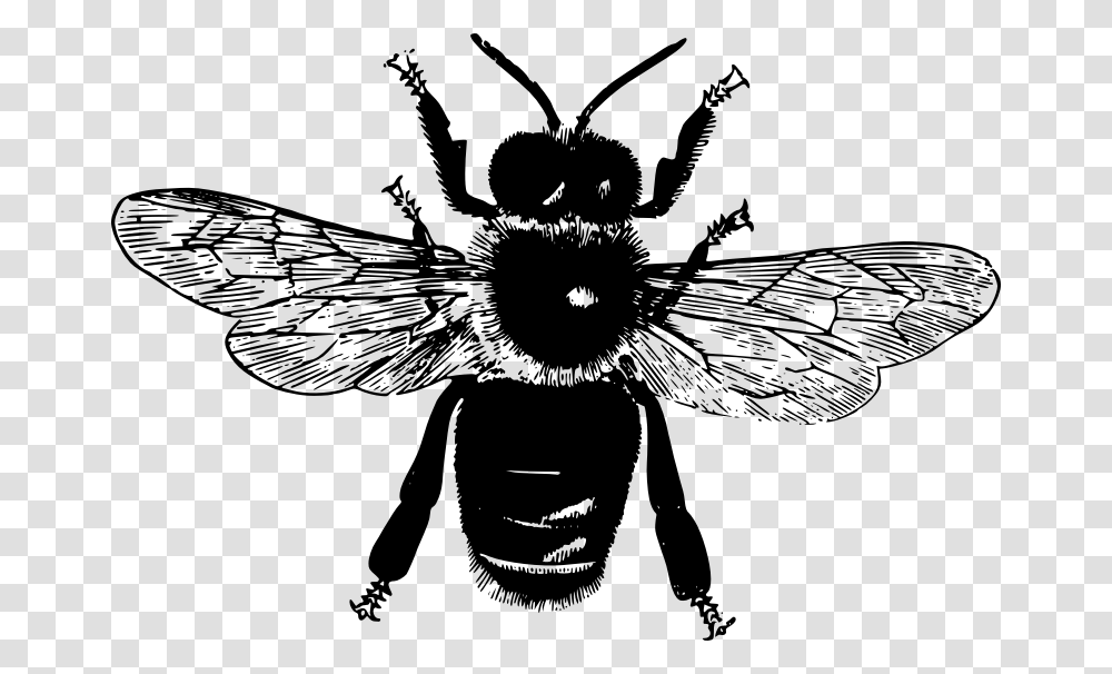 Flying Bee Insect Parts, Gray, World Of Warcraft Transparent Png