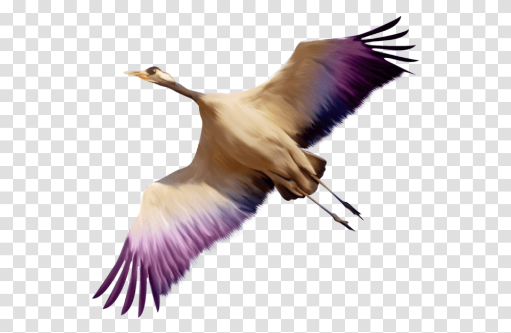 Flying Bird 8 4229 Free Images Starpng, Animal, Waterfowl, Crane Bird, Swan Transparent Png
