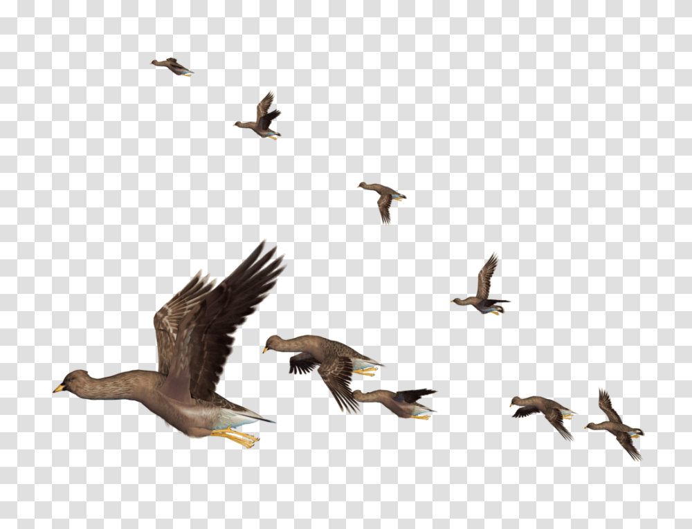 Flying Bird, Animal, Antelope, Wildlife, Mammal Transparent Png