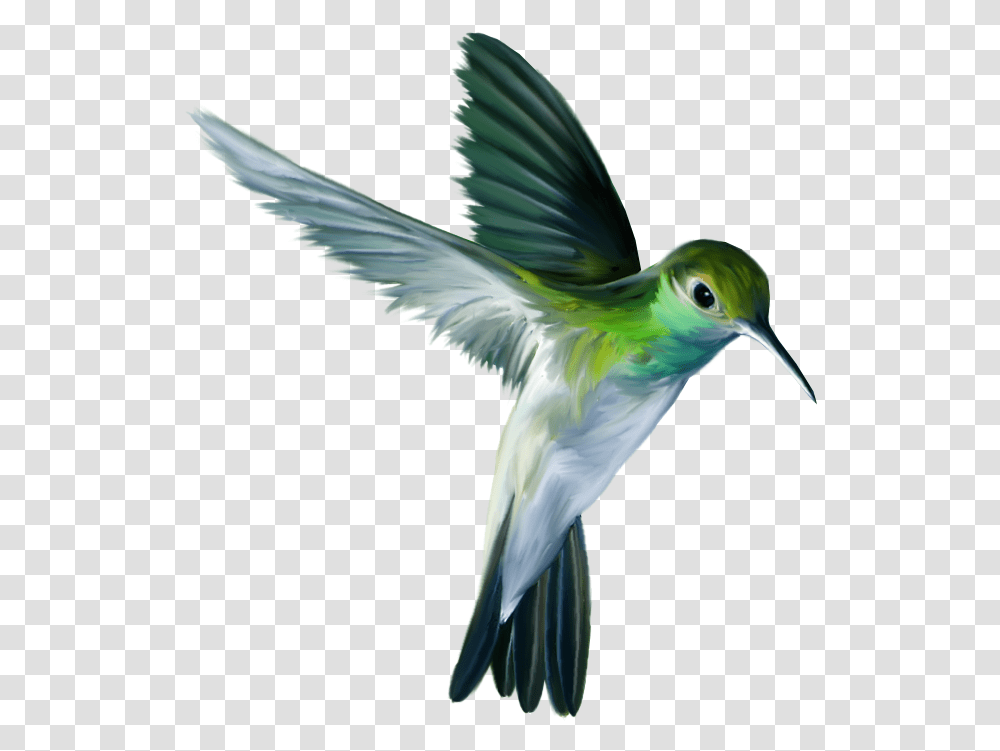 Flying Bird, Animal, Bee Eater, Hummingbird, Dove Transparent Png