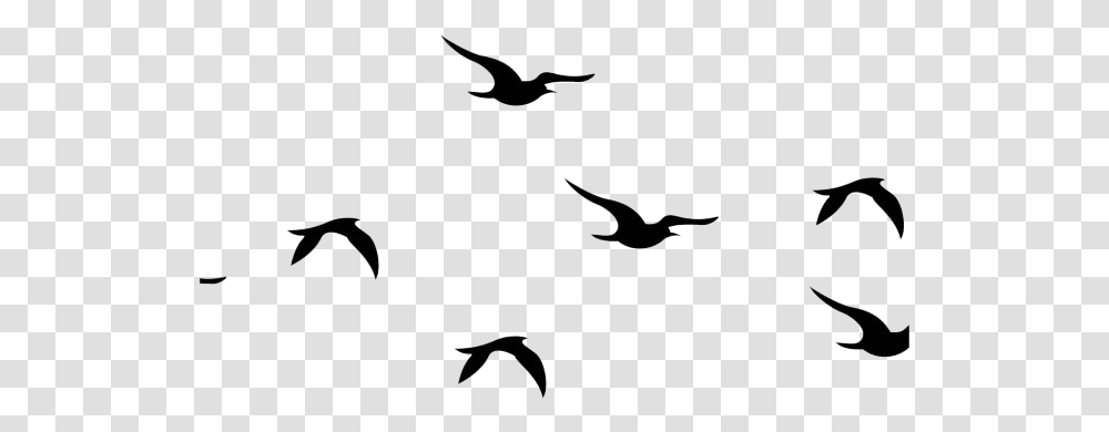 Flying Bird, Animal, Silhouette, Vulture Transparent Png