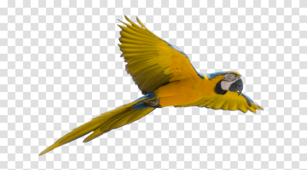 Flying Bird Background, Animal, Parrot, Macaw, Jay Transparent Png
