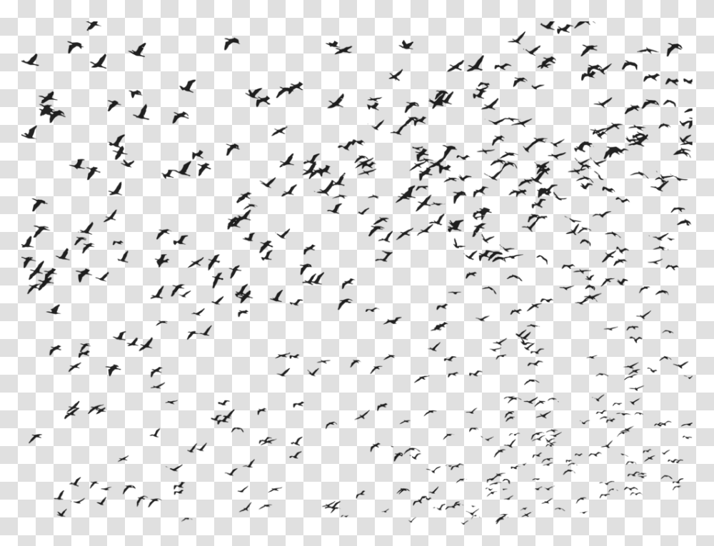Flying Bird Birds, Gray, World Of Warcraft Transparent Png
