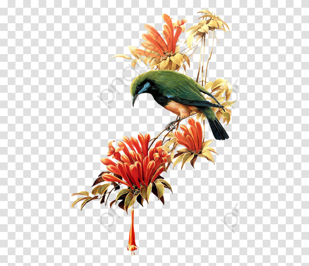 Flying Bird Clipart Cute Beautiful Birds Flying, Animal, Plant, Flower, Vegetation Transparent Png