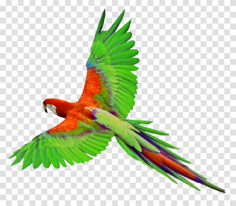 Flying Bird Clipart, Macaw, Parrot, Animal Transparent Png