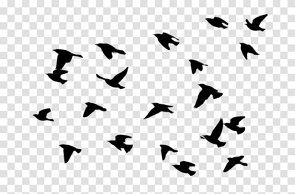 Flying Bird Flying Bird Images, Nature, Outdoors, Outer Space, Astronomy Transparent Png