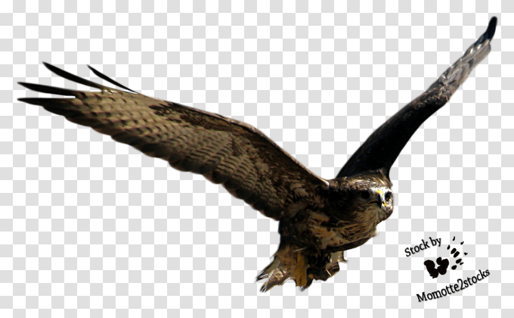 Flying Bird Free Download Flying Birds Hd, Animal, Hawk, Buzzard, Vulture Transparent Png
