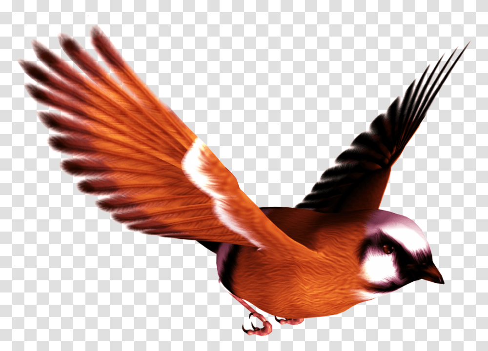 Flying Bird Free Download Vector, Animal, Person, Human, Swallow Transparent Png