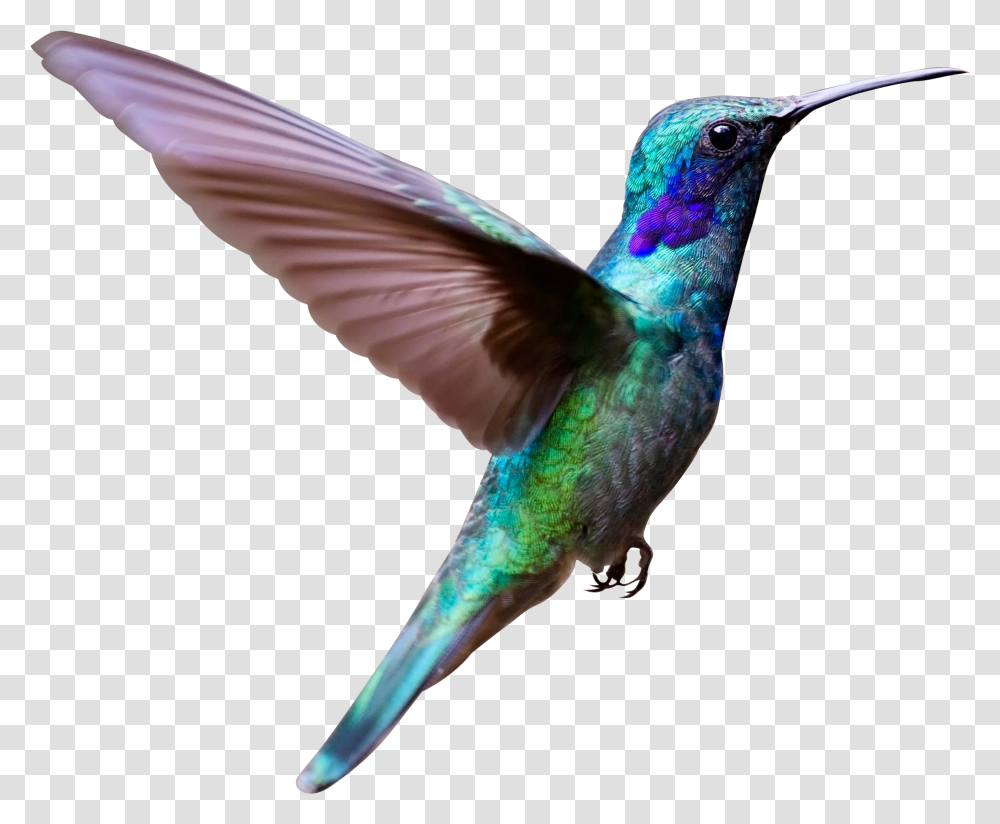 Flying Bird Image Real Bird Flying, Animal, Hummingbird, Bee Eater Transparent Png