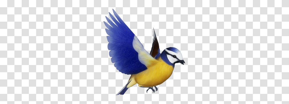 Flying Bird Silhouette Clip Art Free, Animal, Bluebird, Finch, Canary Transparent Png