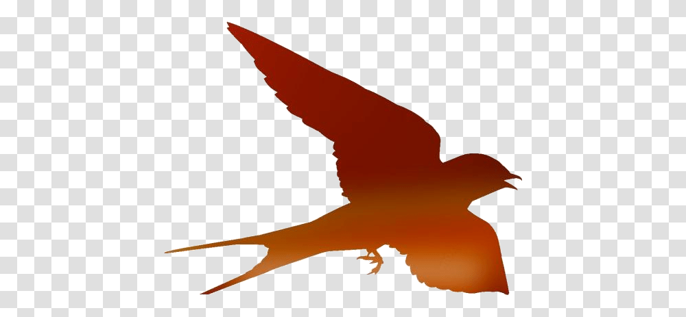 Flying Bird Silhouette Swallow Bird, Animal, Hummingbird Transparent Png