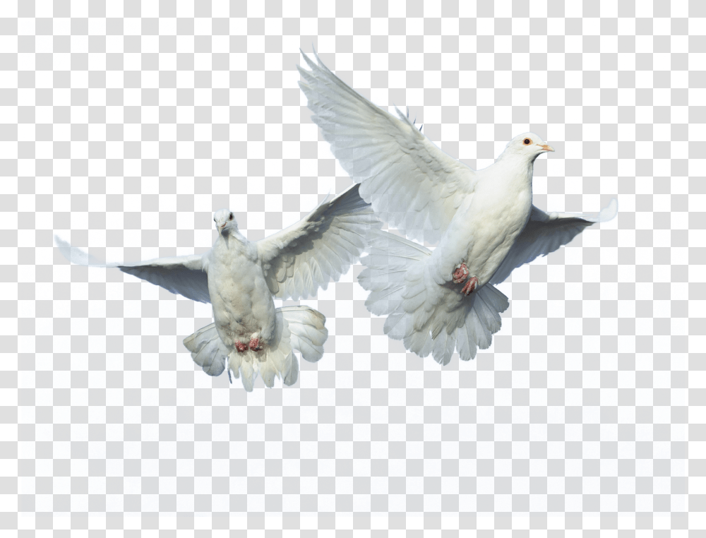 Flying Bird Source, Animal, Dove, Pigeon Transparent Png